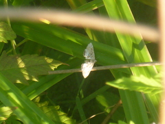 Cataclysta lemnata