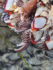 Pollicipes polymerus