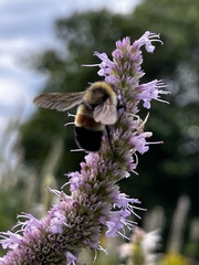 Bombus affinis