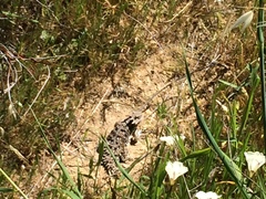 Phrynosoma blainvillii