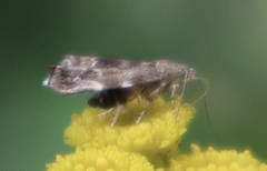 Anthophila