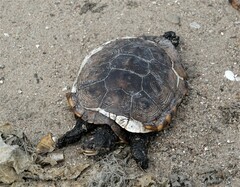 Malaclemys terrapin