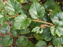 Rubus tricolor