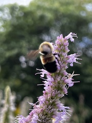 Bombus affinis