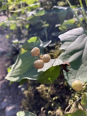 Maianthemum dilatatum
