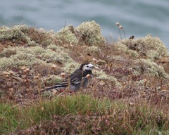 Motacilla alba yarrellii
