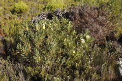 Protea repens