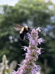 Bombus affinis