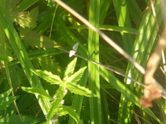 Cataclysta lemnata