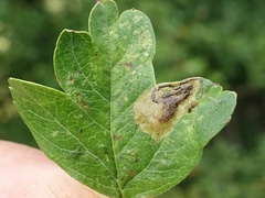 Stigmella hybnerella