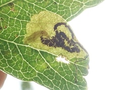 Stigmella hybnerella