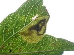 Stigmella hybnerella