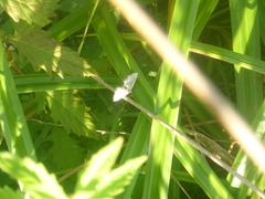 Cataclysta lemnata
