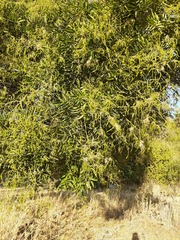 Styphnolobium japonicum
