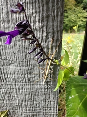 Diapheromera femorata