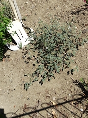 Chrozophora tinctoria