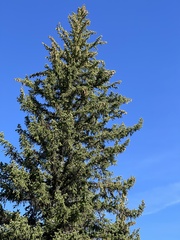 Picea engelmannii