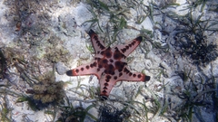 Protoreaster nodosus