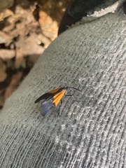 Lycomorpha pholus
