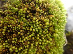 Ptychostomum elegans