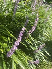 Liriope muscari
