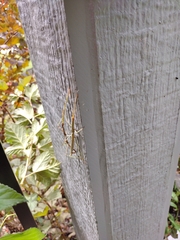 Diapheromera femorata