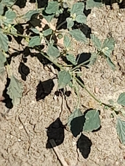 Chrozophora tinctoria