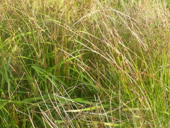 Juncus inflexus