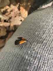 Lycomorpha pholus