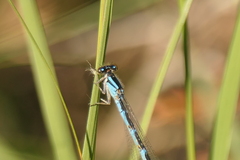 Enallagma carunculatum