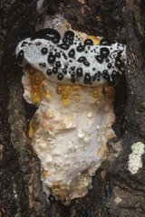 Pseudoinonotus dryadeus