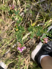 Lespedeza violacea