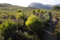 Leucadendron xanthoconus