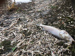 Heterosigma akashiwo