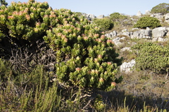 Mimetes fimbriifolius