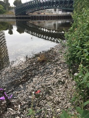 Heterosigma akashiwo