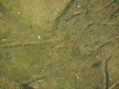 Micropterus dolomieu