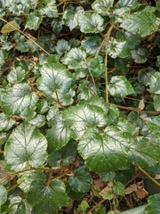 Rubus tricolor