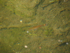 Micropterus dolomieu