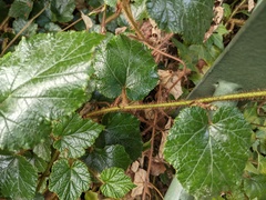 Rubus tricolor