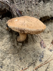 Gyroporus castaneus