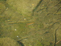 Micropterus dolomieu