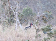 Bucorvus leadbeateri