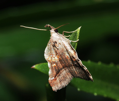 Clydonopteron sacculana