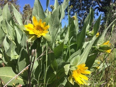 Wyethia