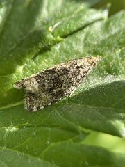 Syricoris