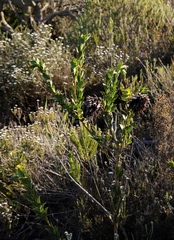 Liparia splendens splendens