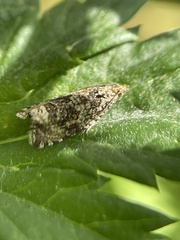 Syricoris