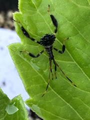 Coreoidea