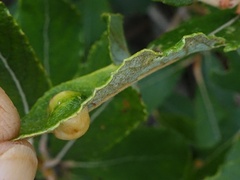 Euura bridgmanii
